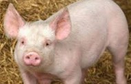 Bulgaristan'daki domuz eti Erdoğan'a şikayet edildi