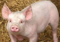 Bulgaristan'daki domuz eti Erdoğan'a şikayet edildi